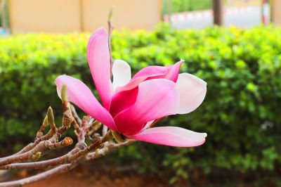 廠區花開
