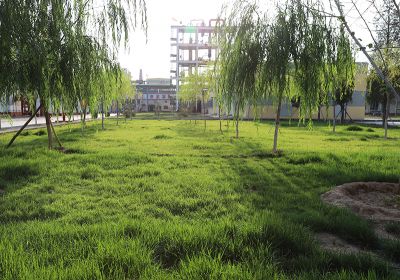 廠區草坪
